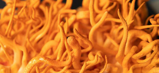 What Is Cordyceps and Can It Help With Exercise Performance?